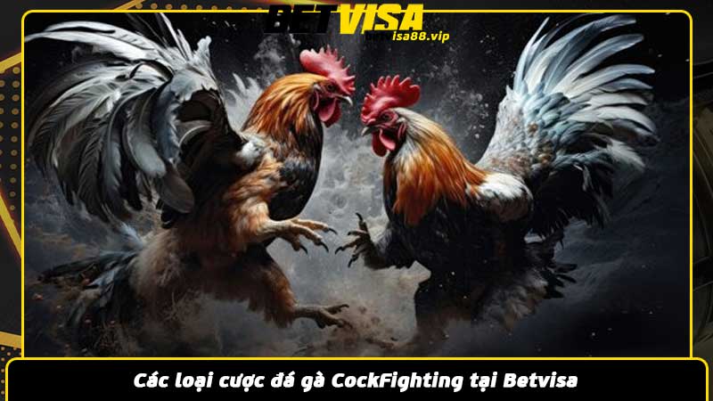 Các loại cược đá gà CockFighting tại Betvisa