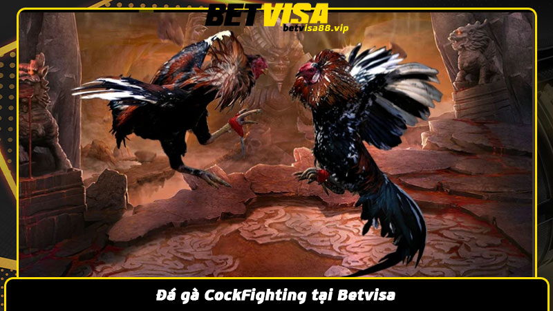 Đá gà CockFighting tại Betvisa