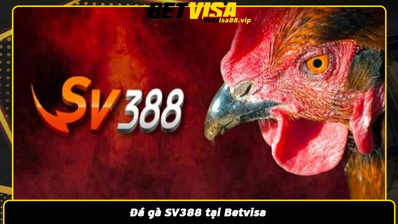 Đá gà SV388 tại Betvisa