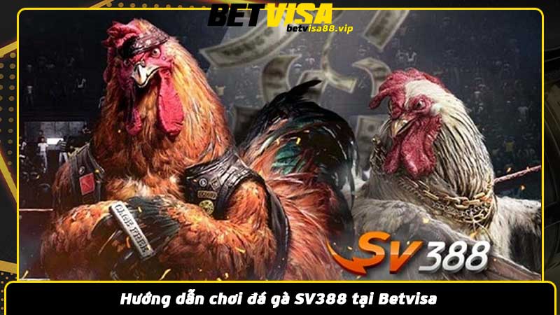 Hướng dẫn chơi đá gà SV388 tại Betvisa