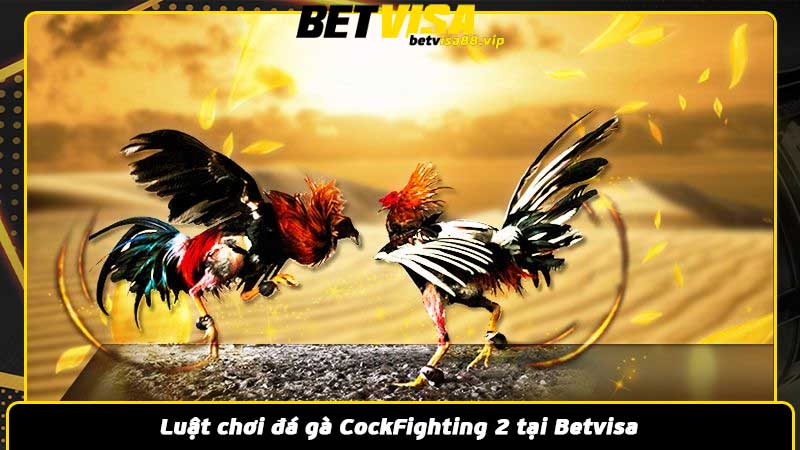 Luật chơi đá gà CockFighting 2 tại Betvisa